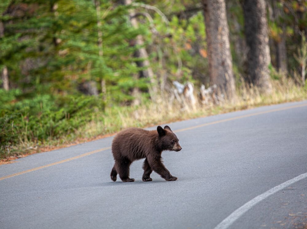 A black bear cub crossing the road in Banff National Park