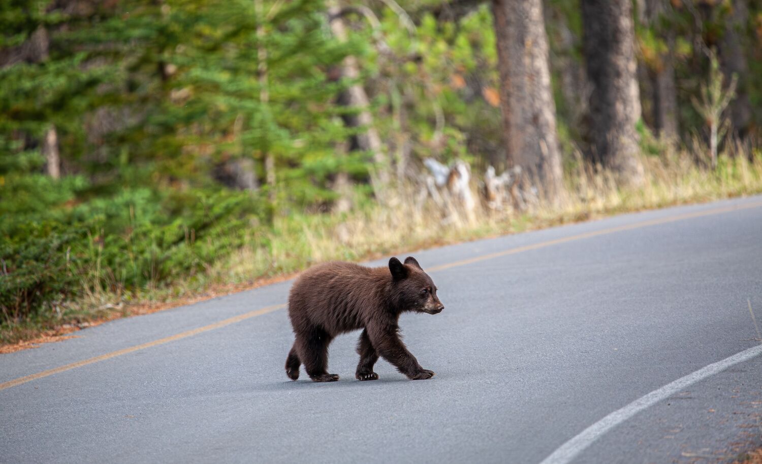 A black bear cub crossing the road in Banff National Park