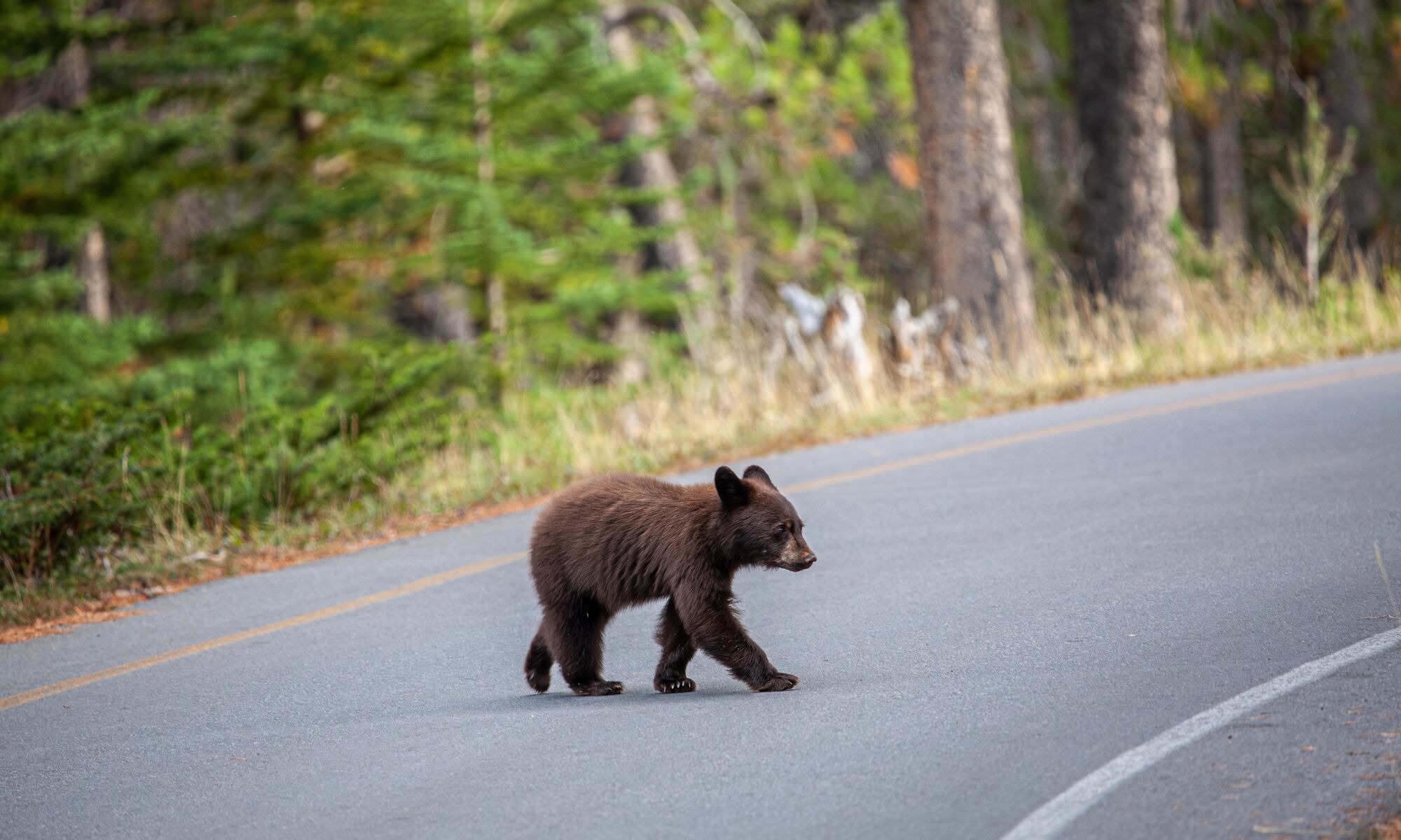 A black bear cub crossing the road in Banff National Park
