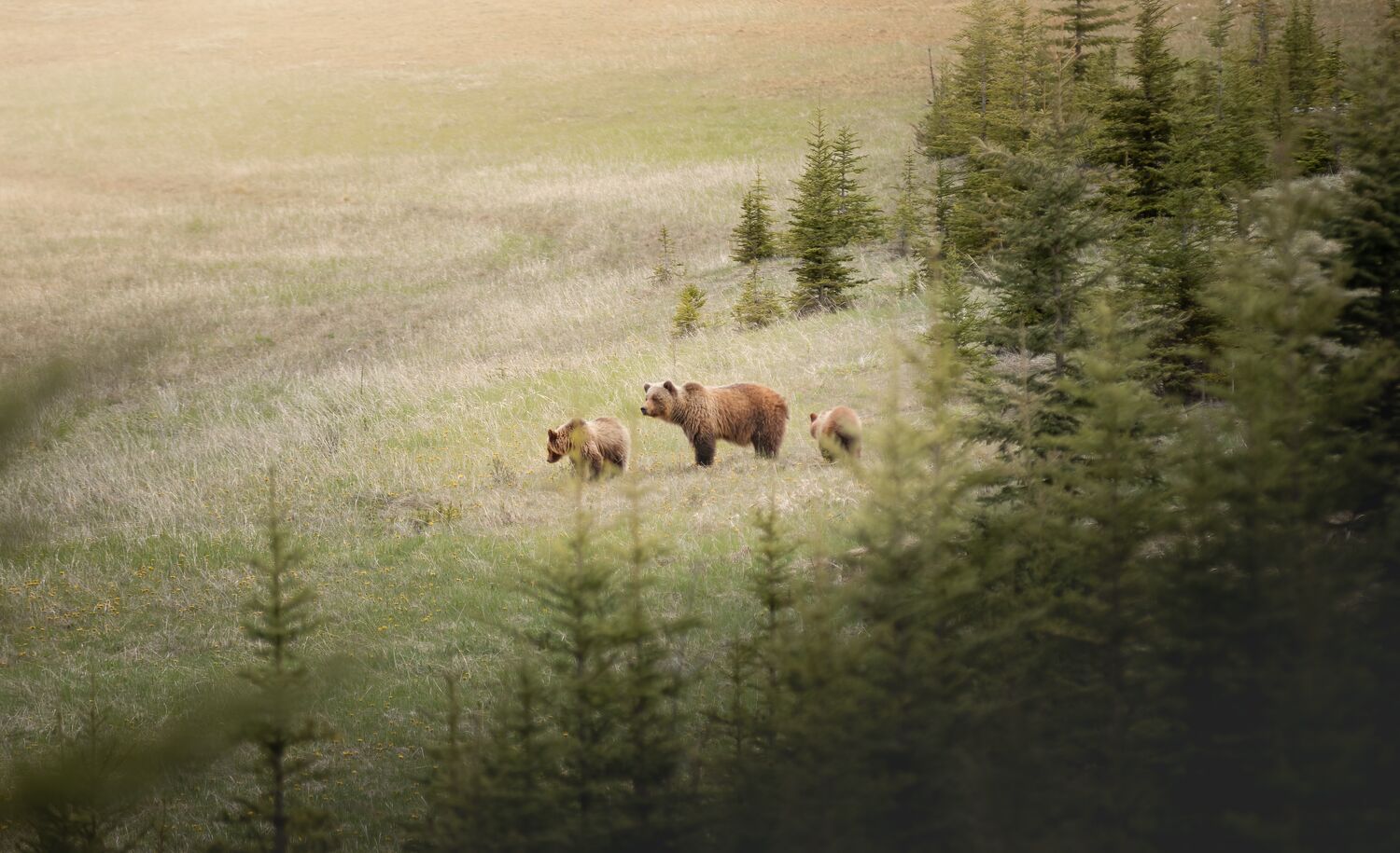 A grizzly bear and two cubs in a meadow in Banff National Park