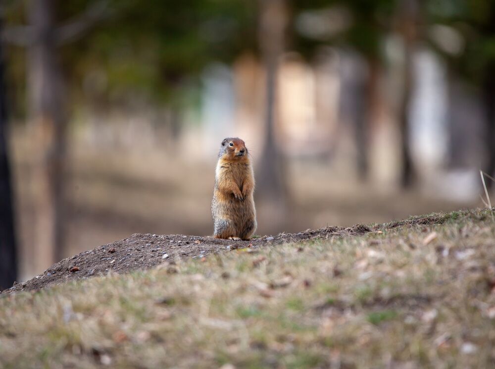 A columbian ground squirrel in Banff National Park