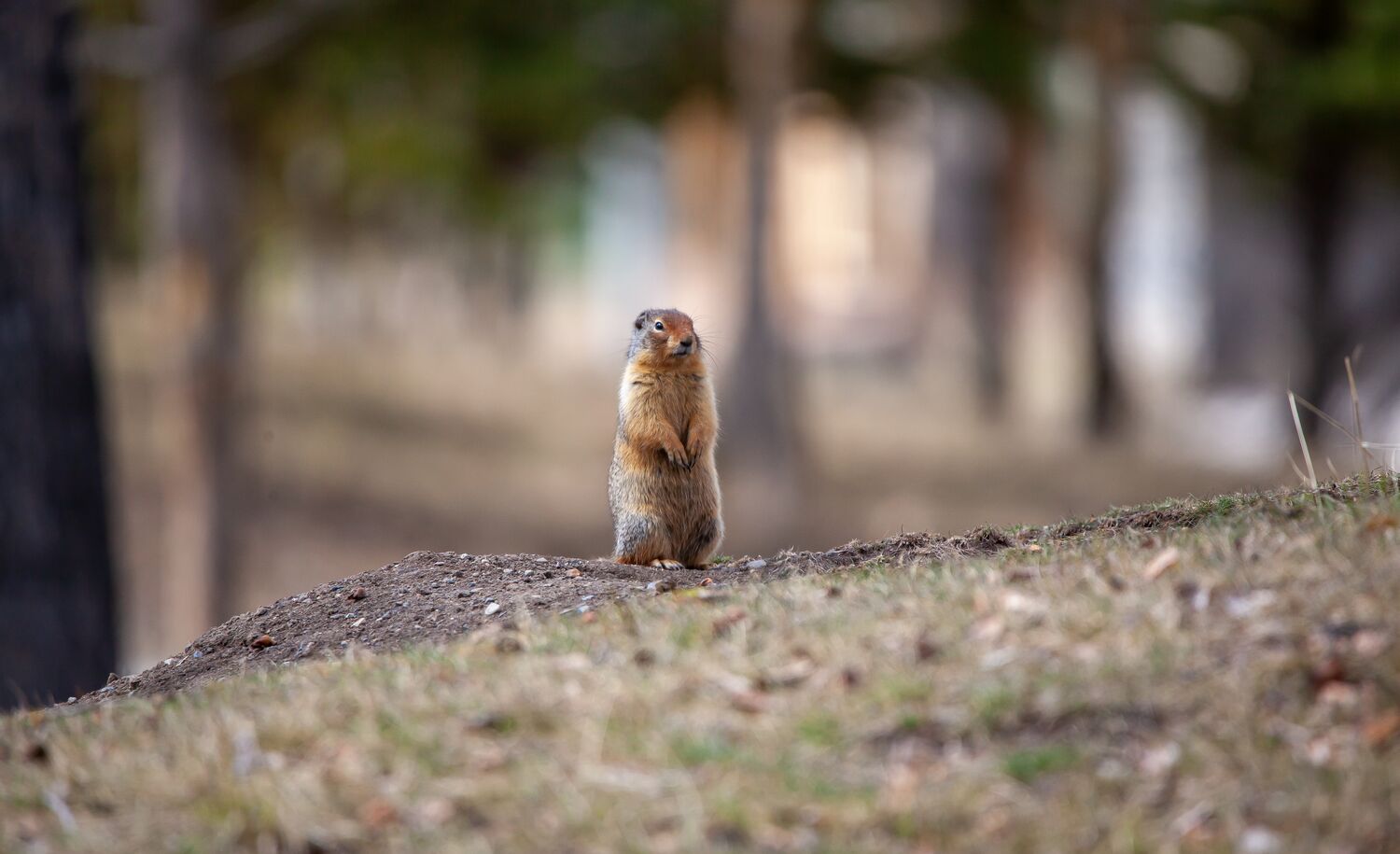 A columbian ground squirrel in Banff National Park