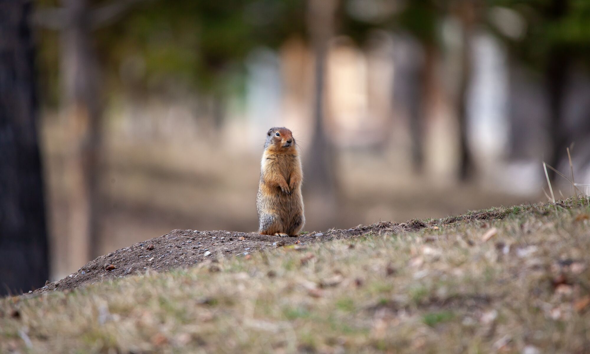 A columbian ground squirrel in Banff National Park