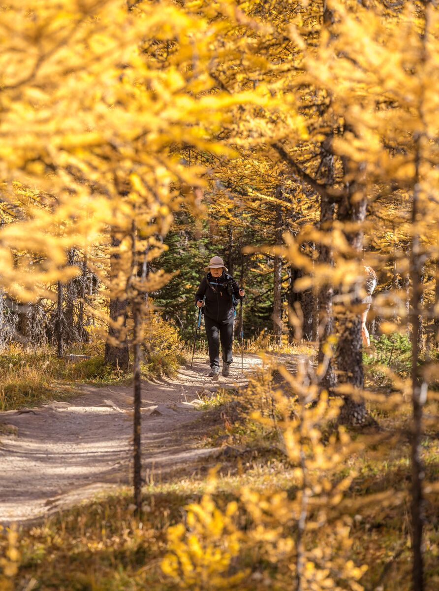 A person walks on a trail during a guided hike at Moraine Lake on their way to Eiffel Lake in Banff National Park.