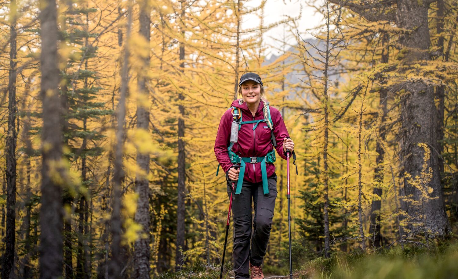 A women hiking through larch trees in Banff National Park