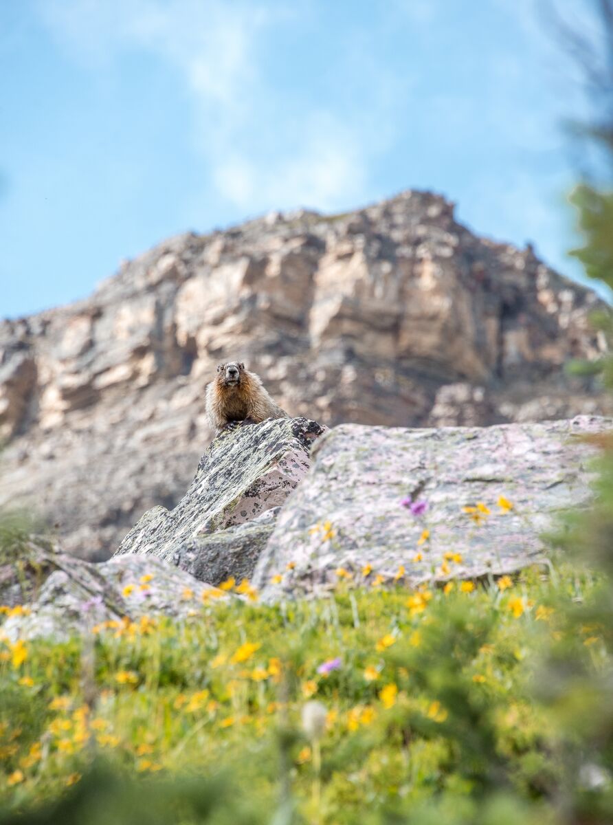 A marmot sits on a rock on a bluebird day with a mountain behind it. An example of the wildlife that could be seen while mountain biking in Banff National Park.