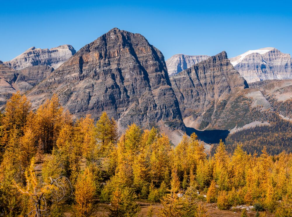 A larch forest with mountains in Banff National Park