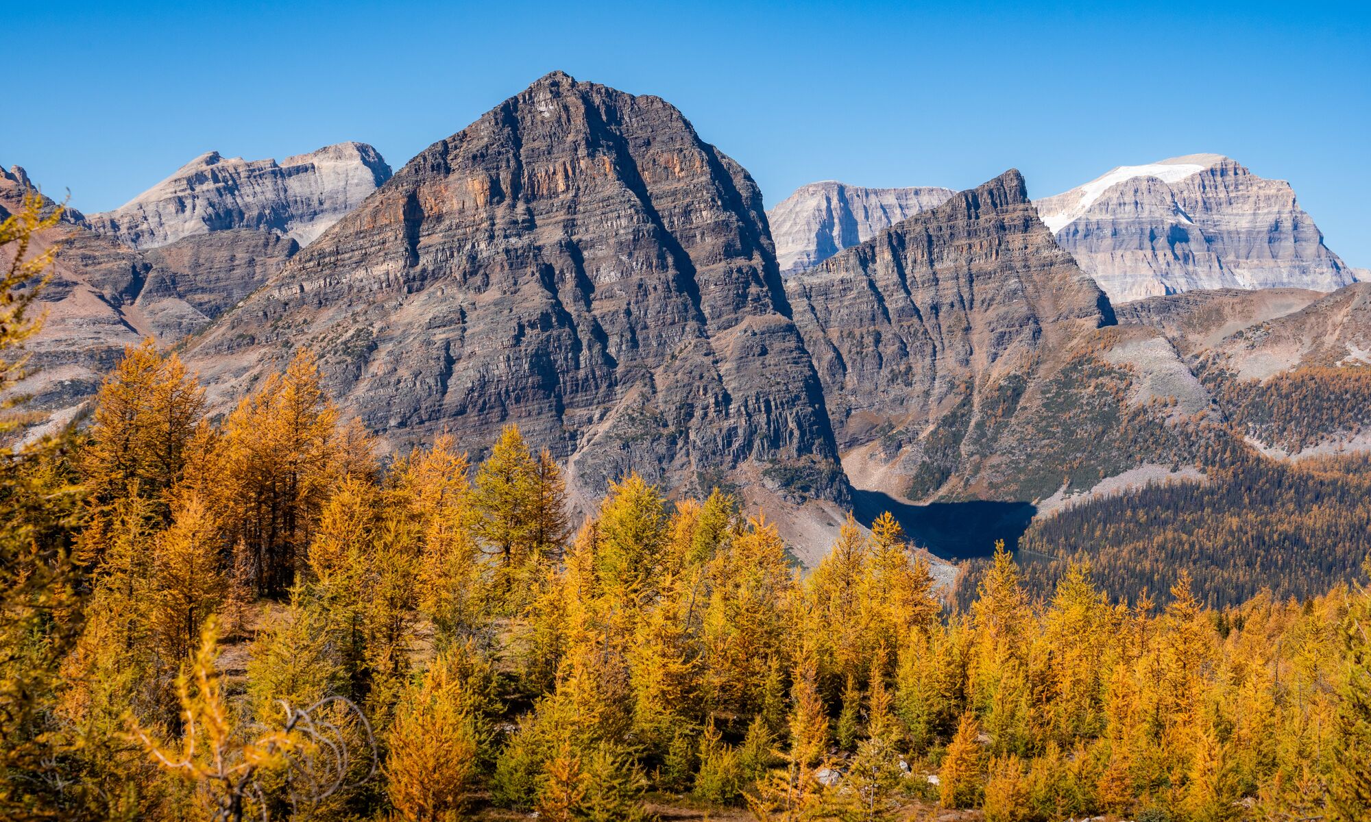 A larch forest with mountains in Banff National Park