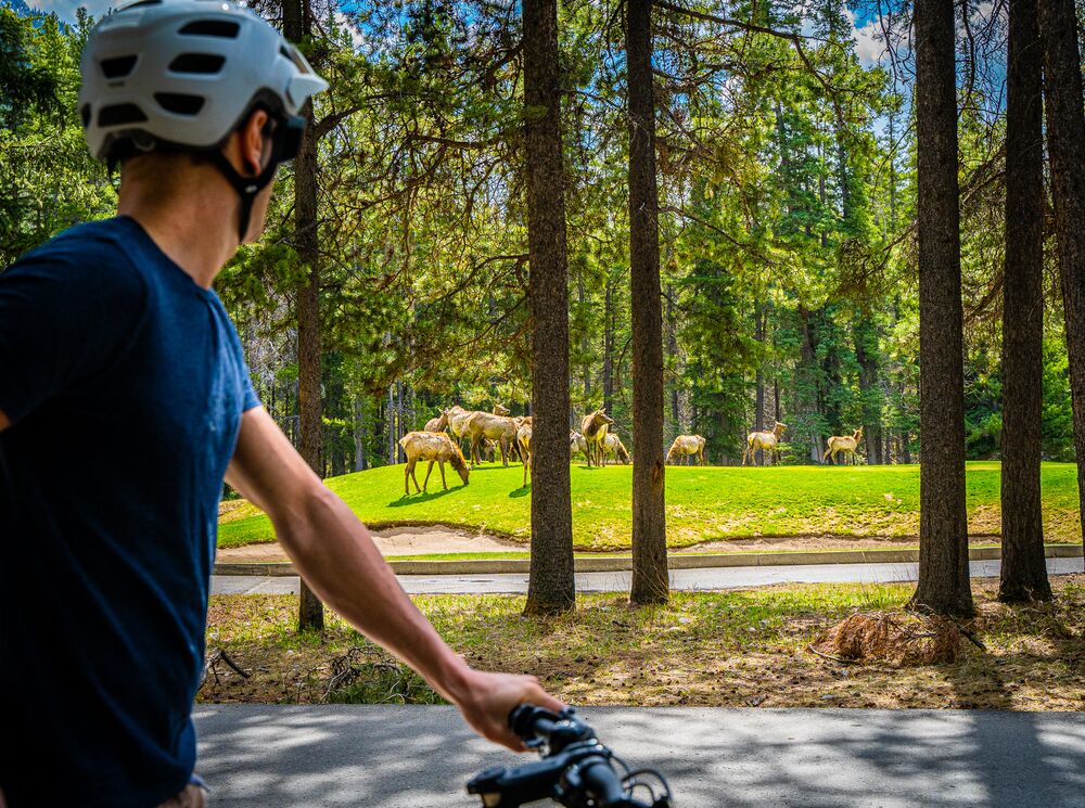 A cyclist watches elk from a safe distance while biking the golf course loop in Banff.