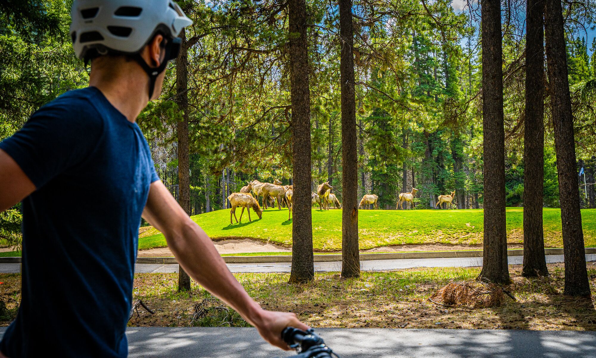 A cyclist watches elk from a safe distance while biking the golf course loop in Banff.