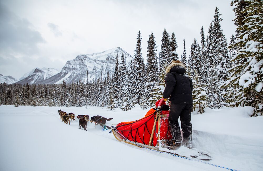 Two people on a dog sledding tour in Lake Louise in Banff National Park 