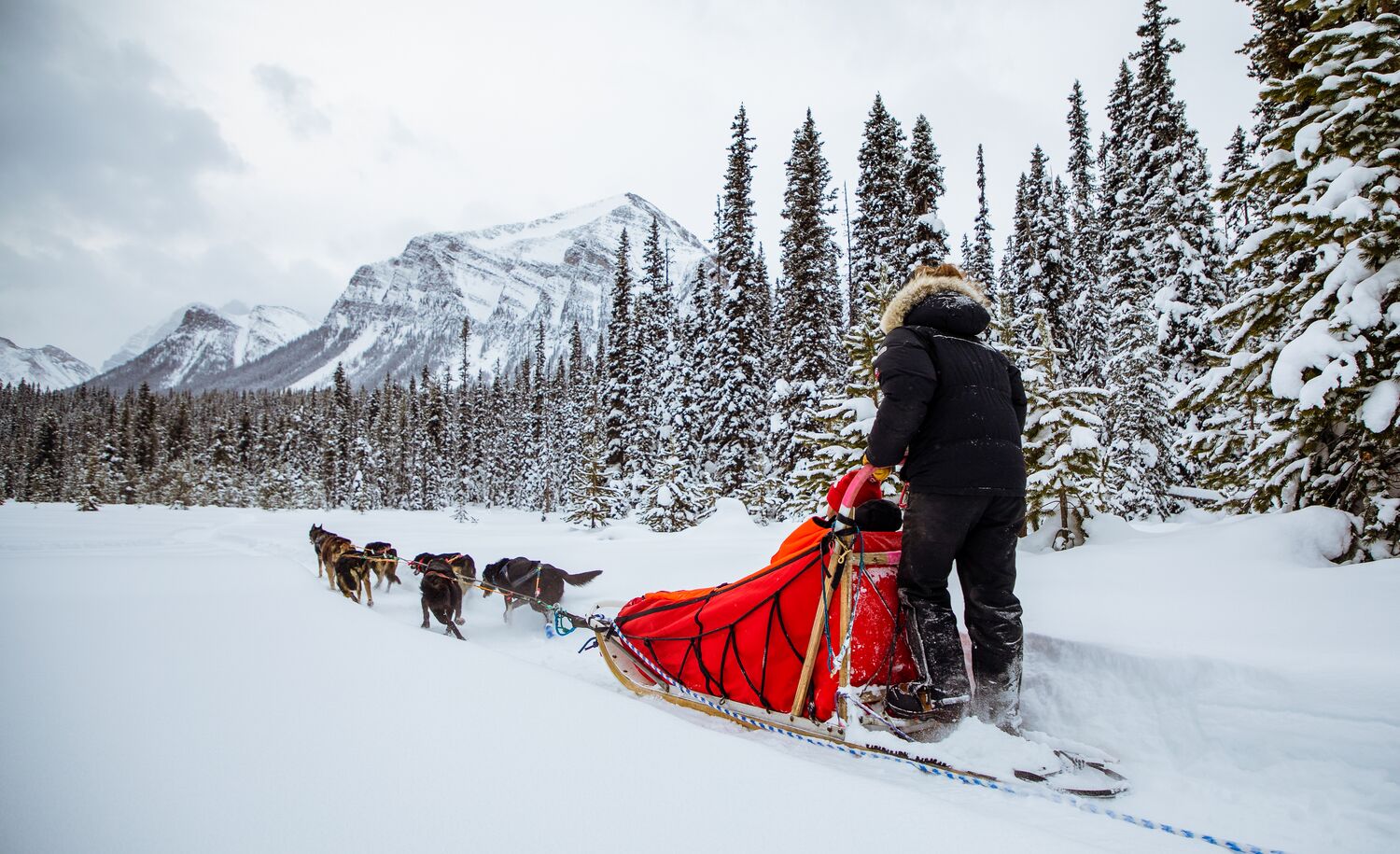Two people on a dog sledding tour in Lake Louise in Banff National Park 
