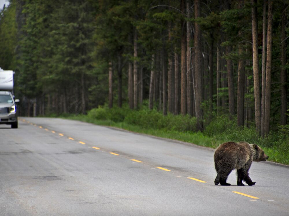 A bear crossing a road in Banff National Park
