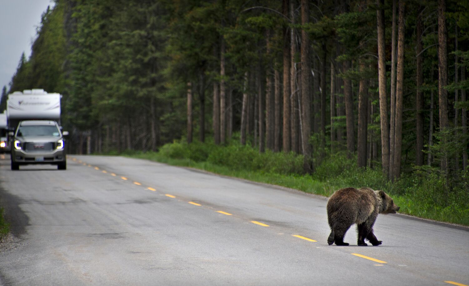A bear crossing a road in Banff National Park