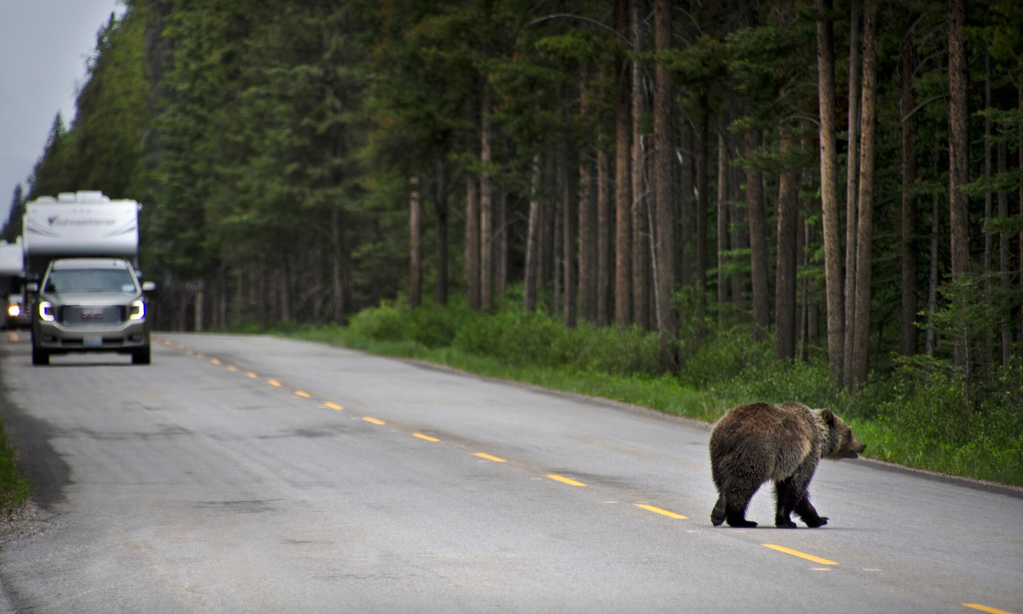 A bear crossing a road in Banff National Park