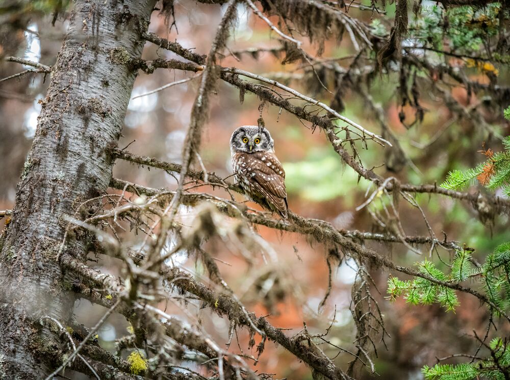 An owl sitting in a tree in Banff National Park