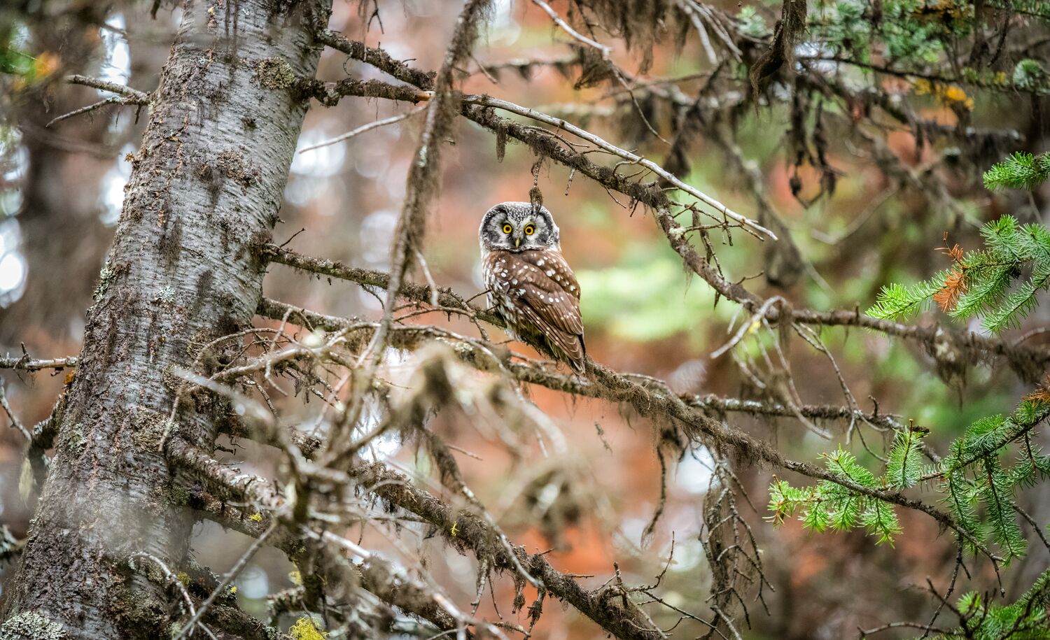 An owl sitting in a tree in Banff National Park