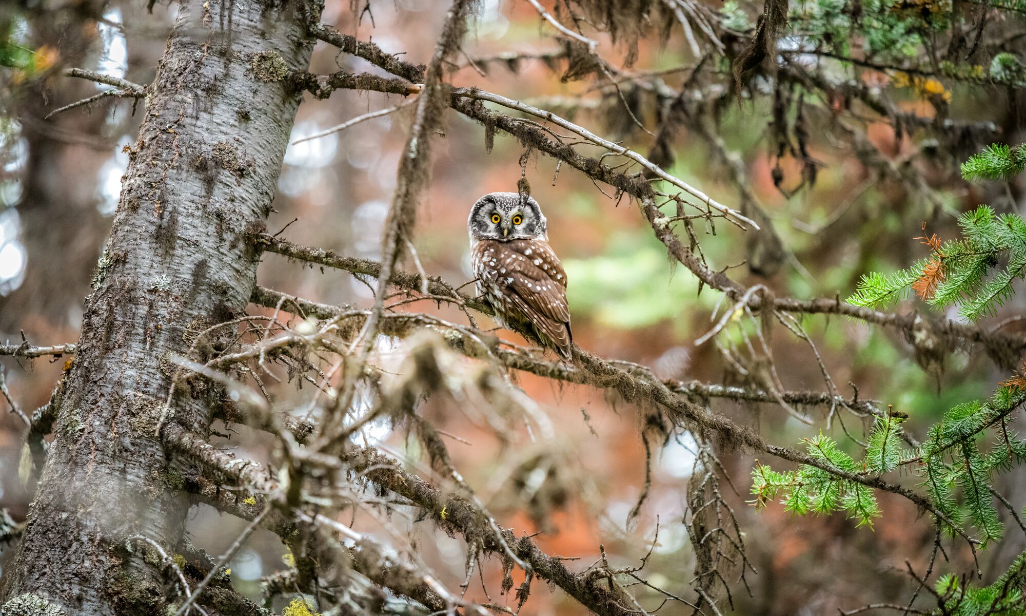An owl sitting in a tree in Banff National Park