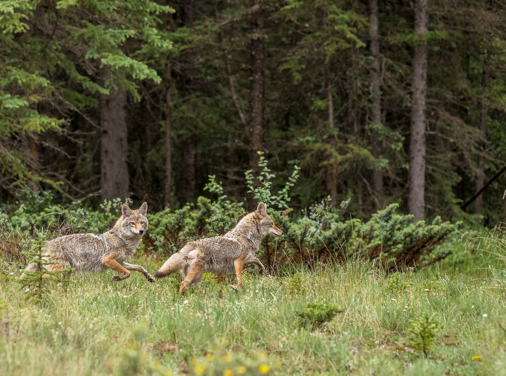 Two coyotes running in tall grass in Banff National Park
