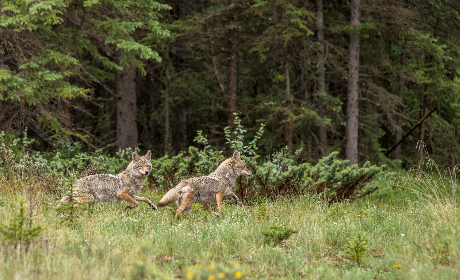 Two coyotes running in tall grass in Banff National Park