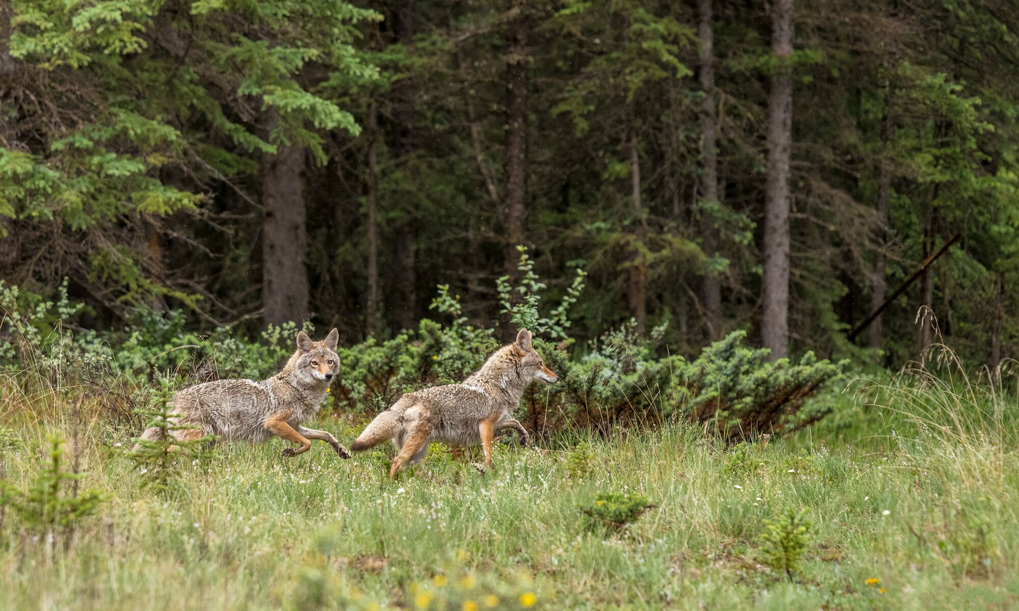 Two coyotes running in tall grass in Banff National Park