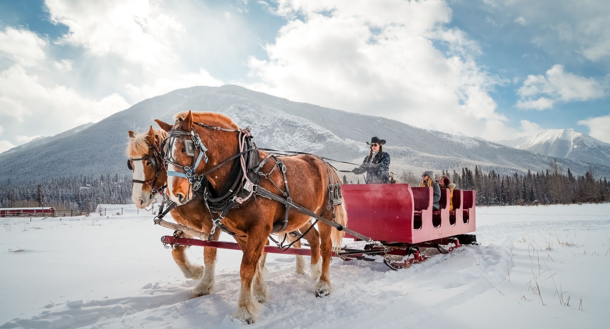 Skijoring in Banff: Event Update