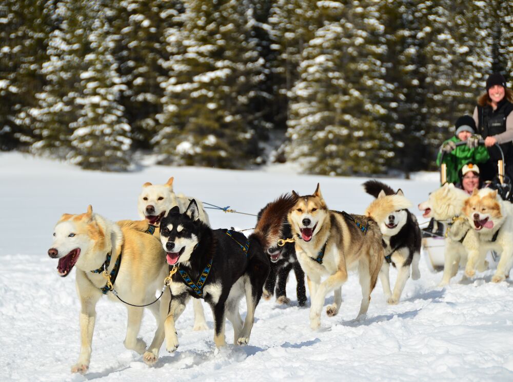 A couple dog sledding in the Canadian Rocky Mountains