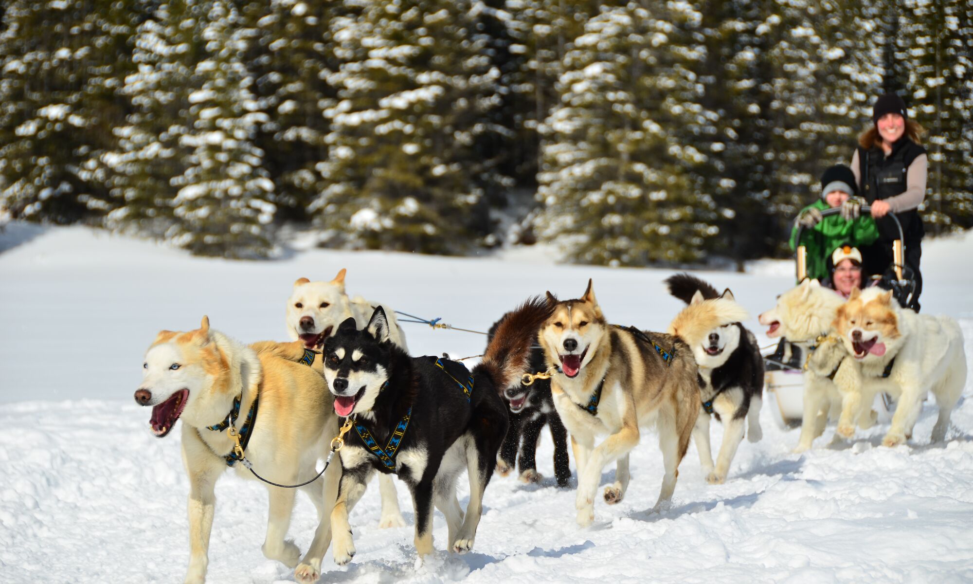 A couple dog sledding in the Canadian Rocky Mountains