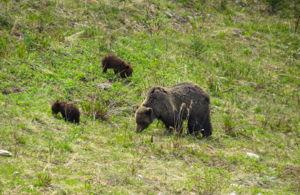 A grizzly bear and two cubs in a meadow in Lake Louise in Banff National Park