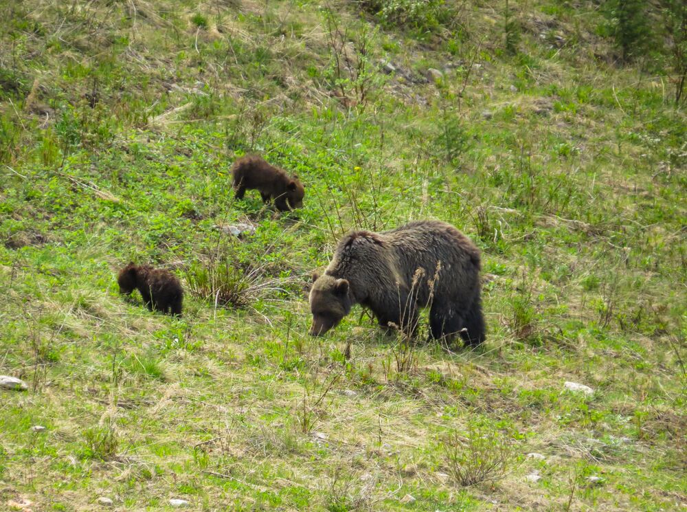A grizzly bear and two cubs in a meadow in Lake Louise in Banff National Park