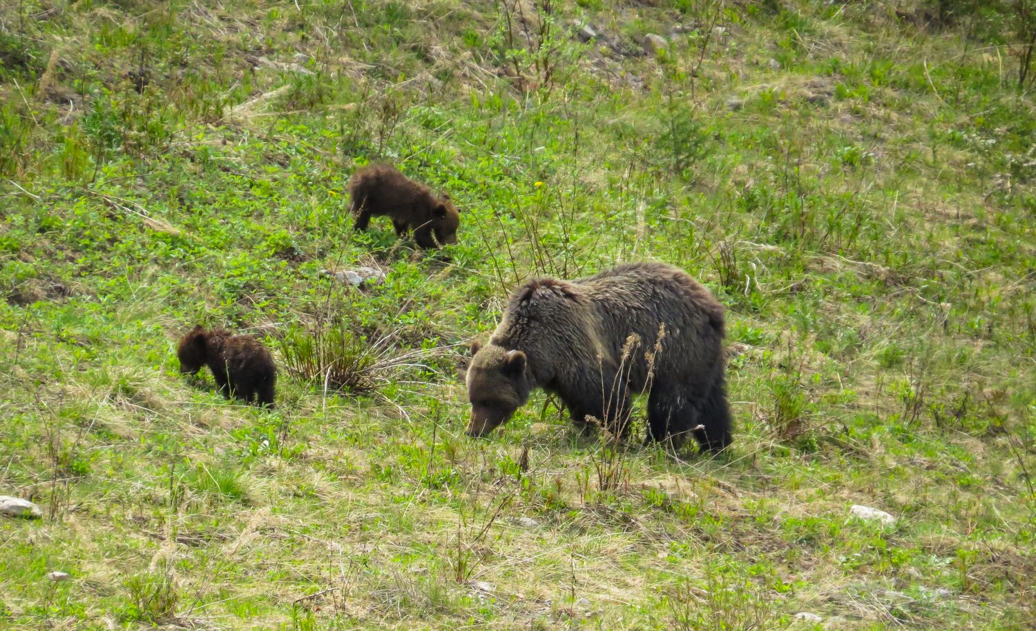 A grizzly bear and two cubs in a meadow in Lake Louise in Banff National Park