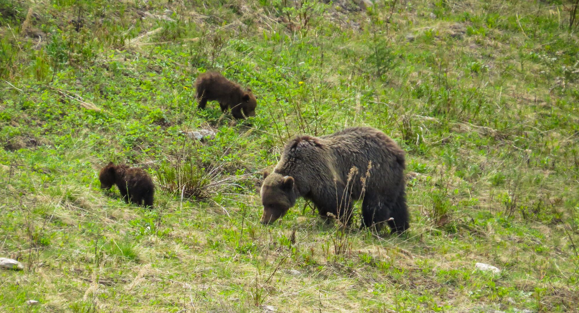 A grizzly bear and two cubs in a meadow in Lake Louise in Banff National Park