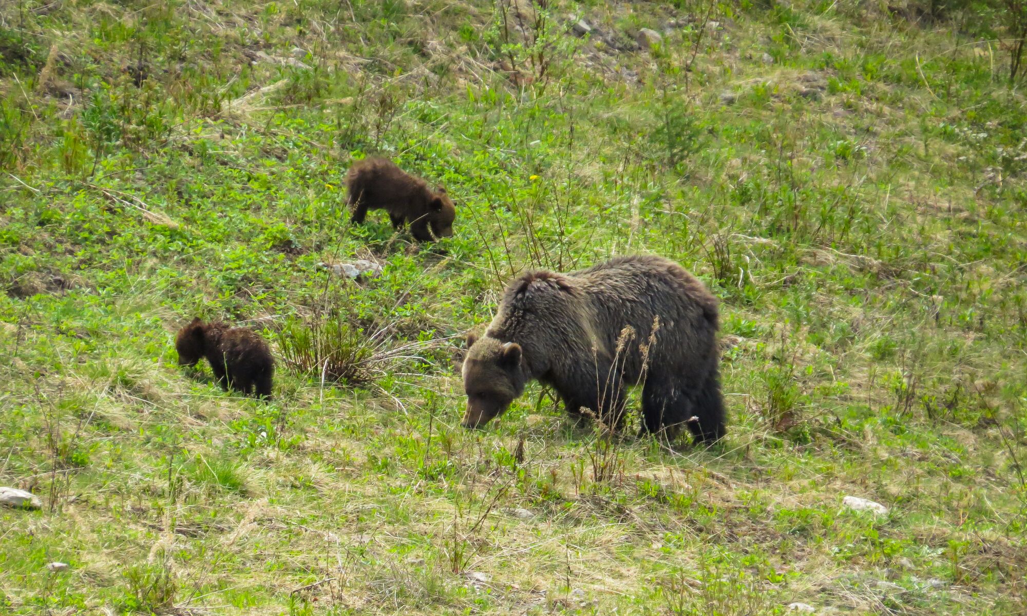 A grizzly bear and two cubs in a meadow in Banff National Park