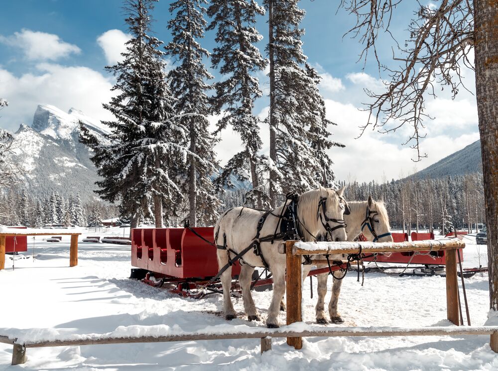 Two horses with a sleigh in Banff National Park