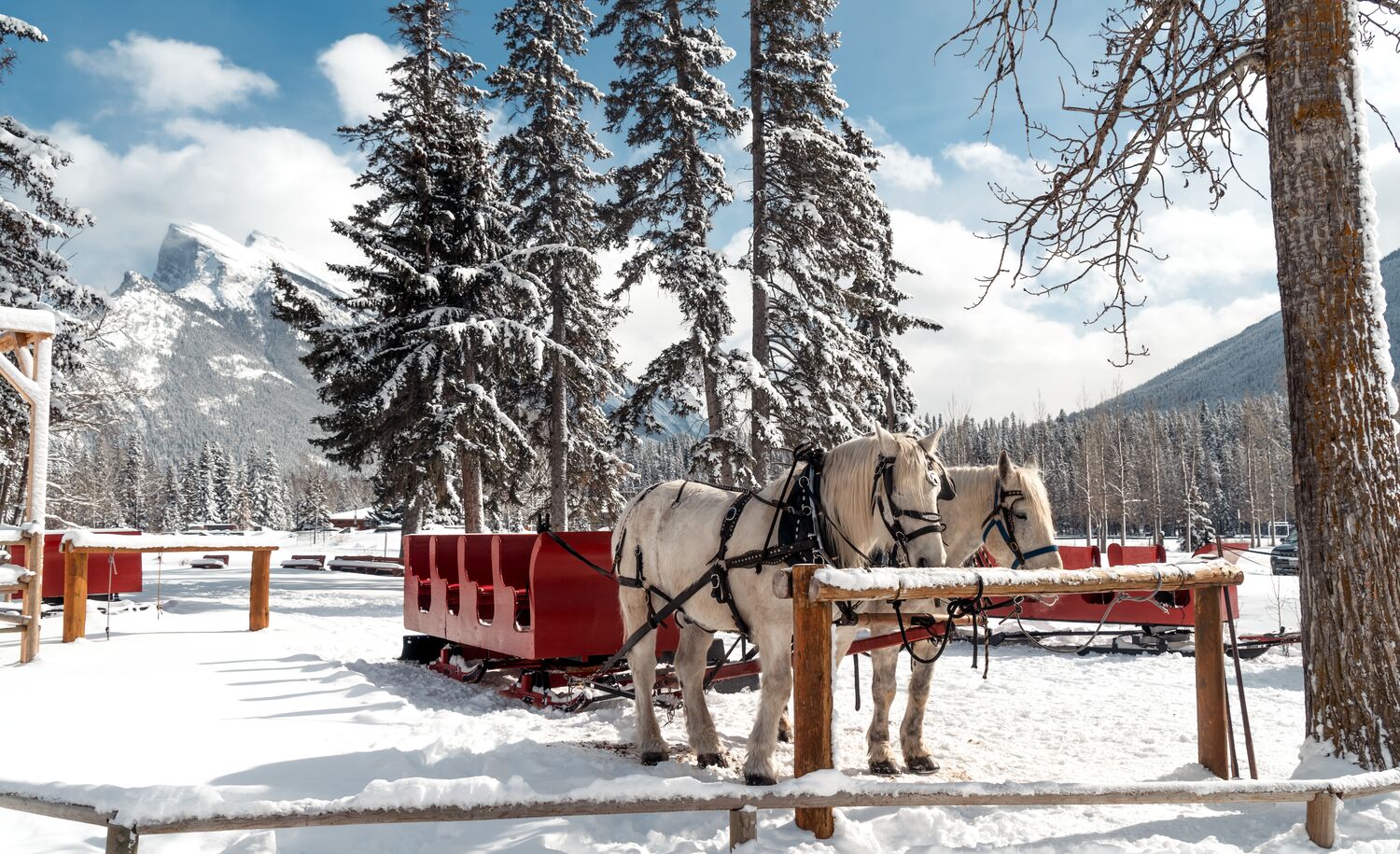 Two horses with a sleigh in Banff National Park