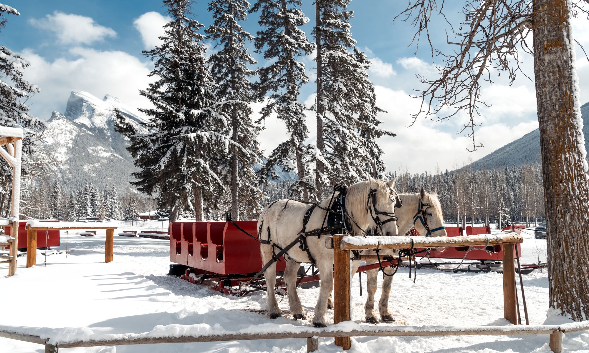 Two horses with a sleigh in Banff National Park