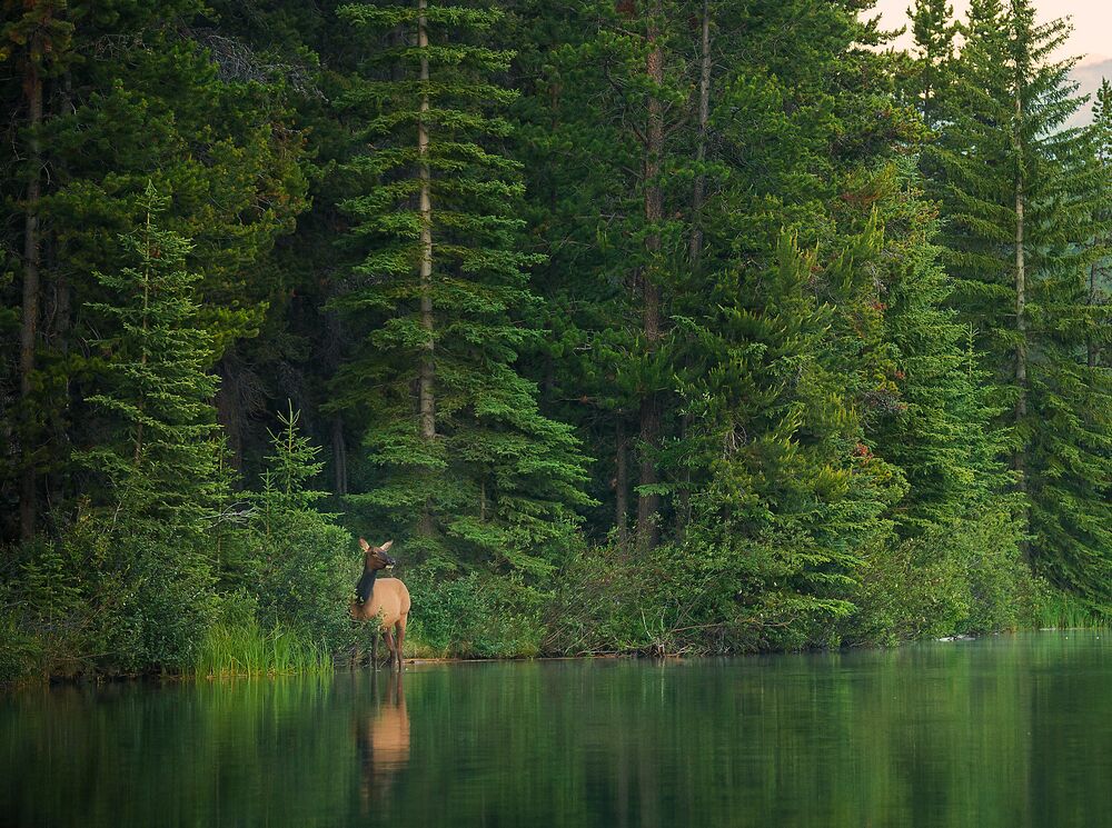 An elk at the edge of a lake in Banff National Park