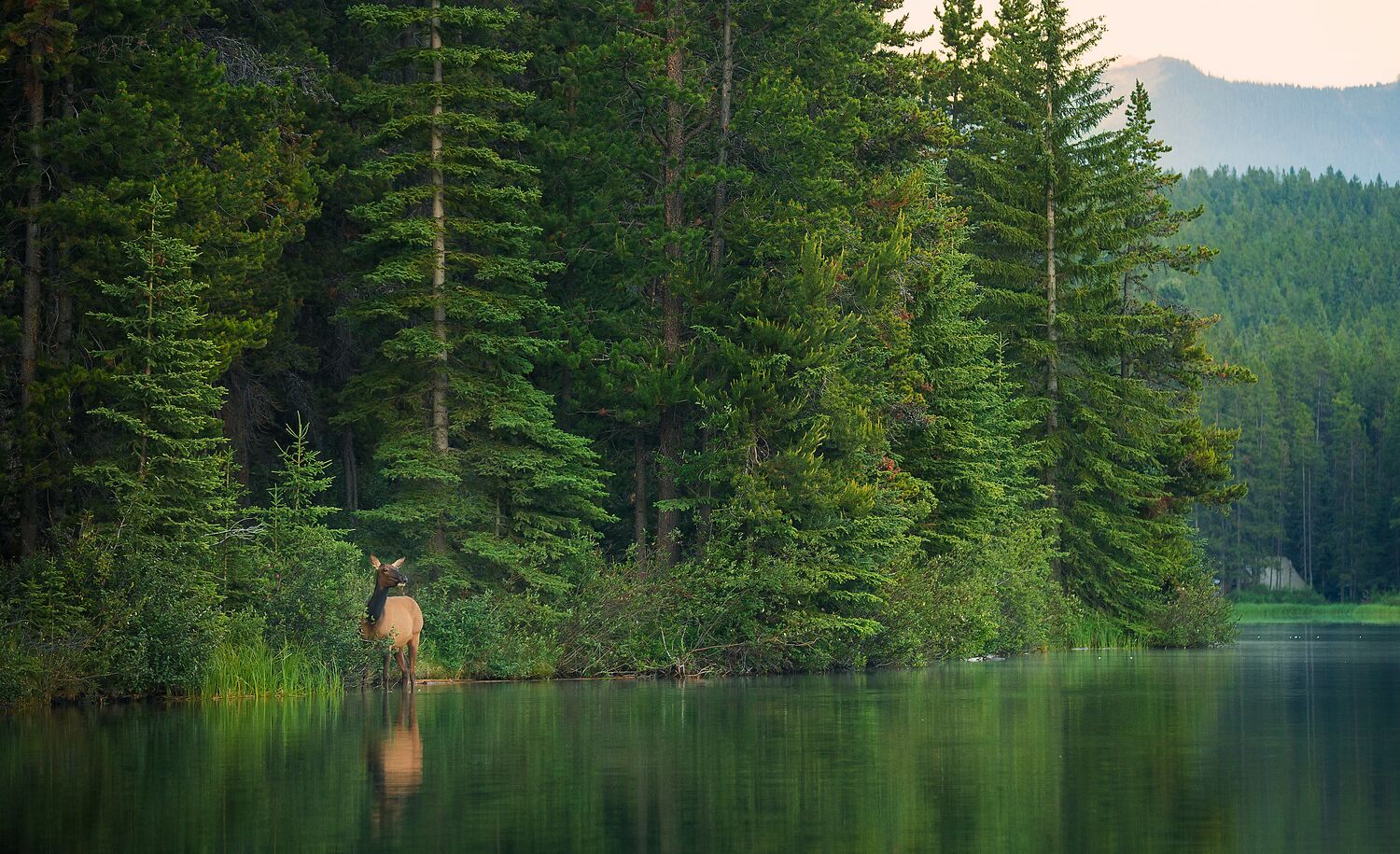 An elk at the edge of a lake in Banff National Park