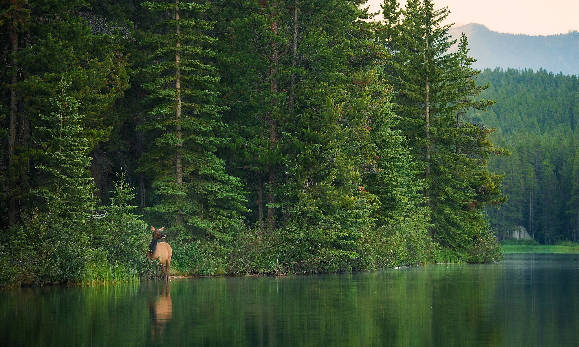 An elk at the edge of a lake in Banff National Park