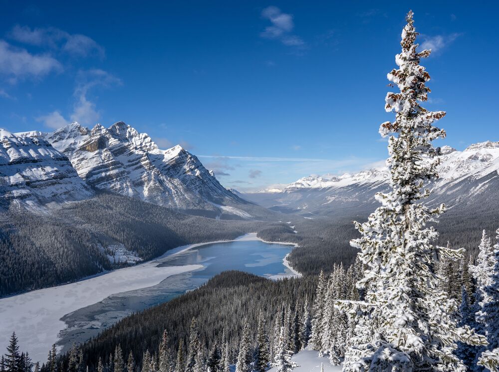 A frozen Peyto lake in the spring with snow covered trees on the Icefields Parkway in Banff National Park