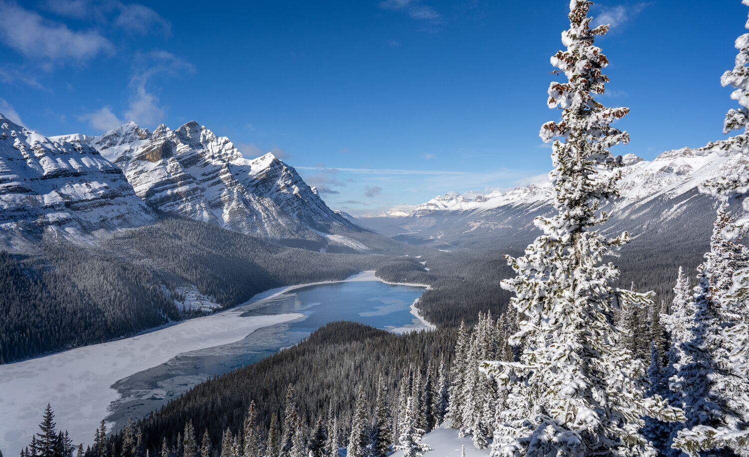 A frozen Peyto lake in the spring with snow covered trees on the Icefields Parkway in Banff National Park