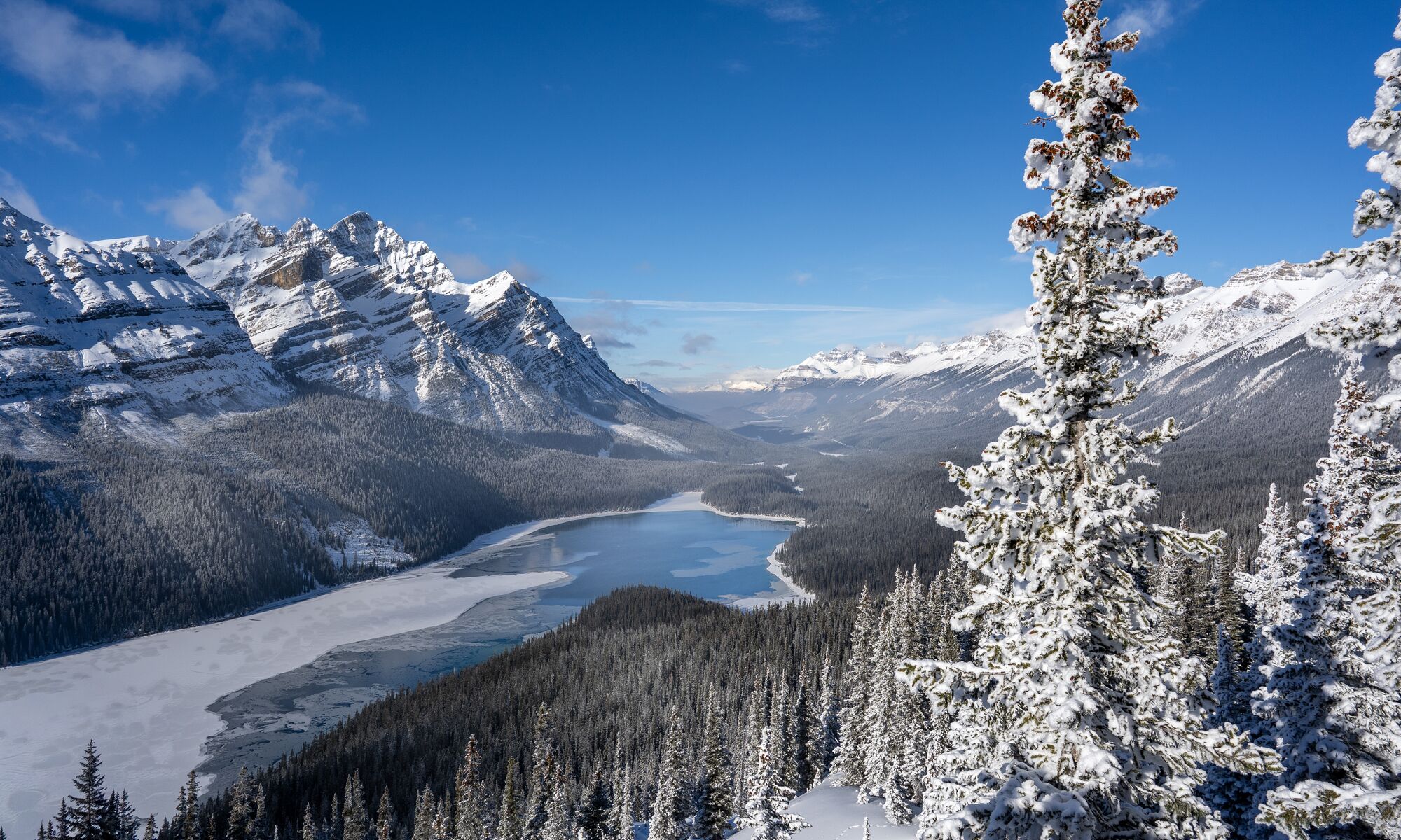 A frozen Peyto lake in the spring with snow covered trees on the Icefields Parkway in Banff National Park