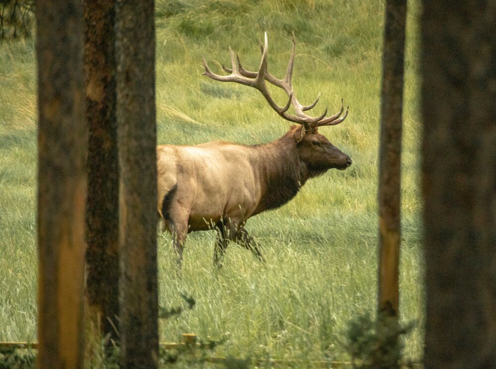 An elk in the woods in Banff National Park