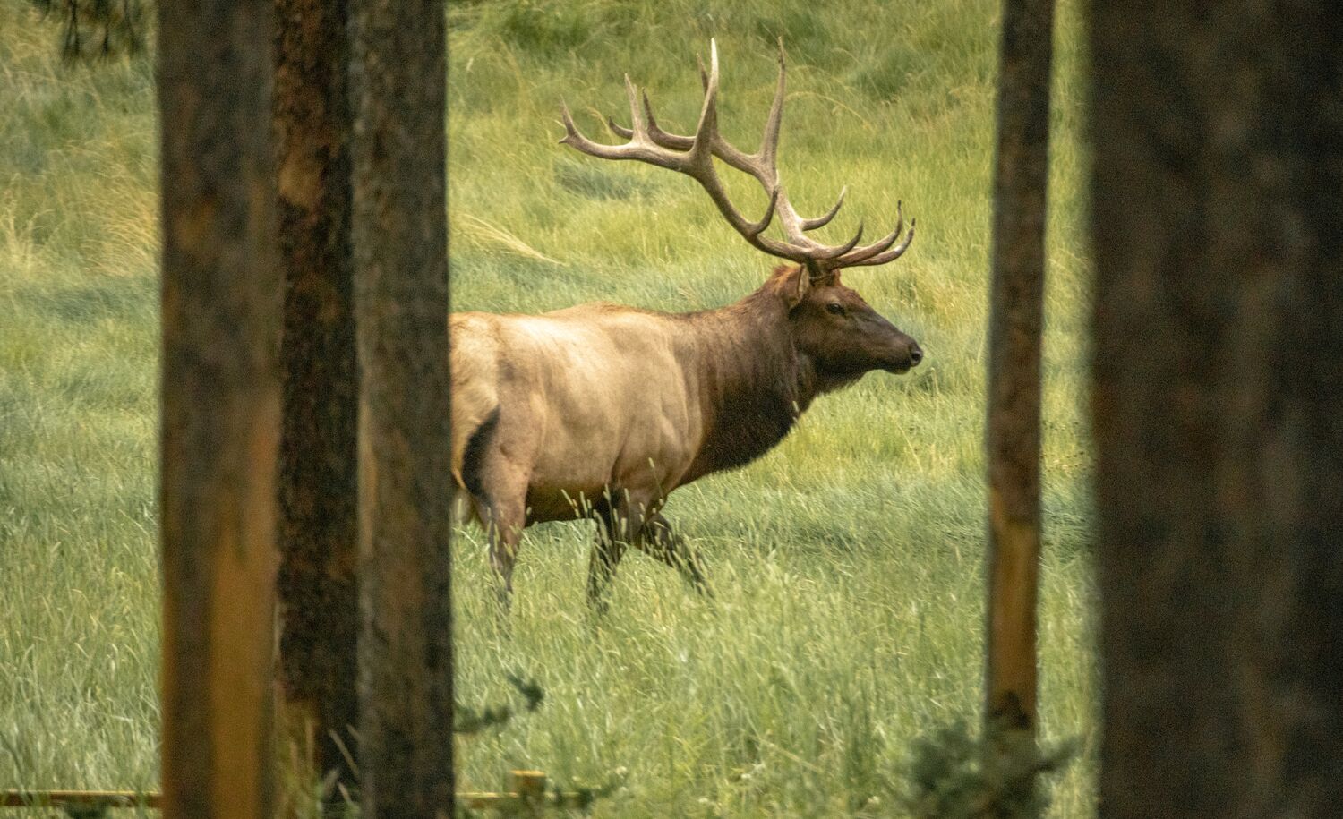 An elk in the woods in Banff National Park