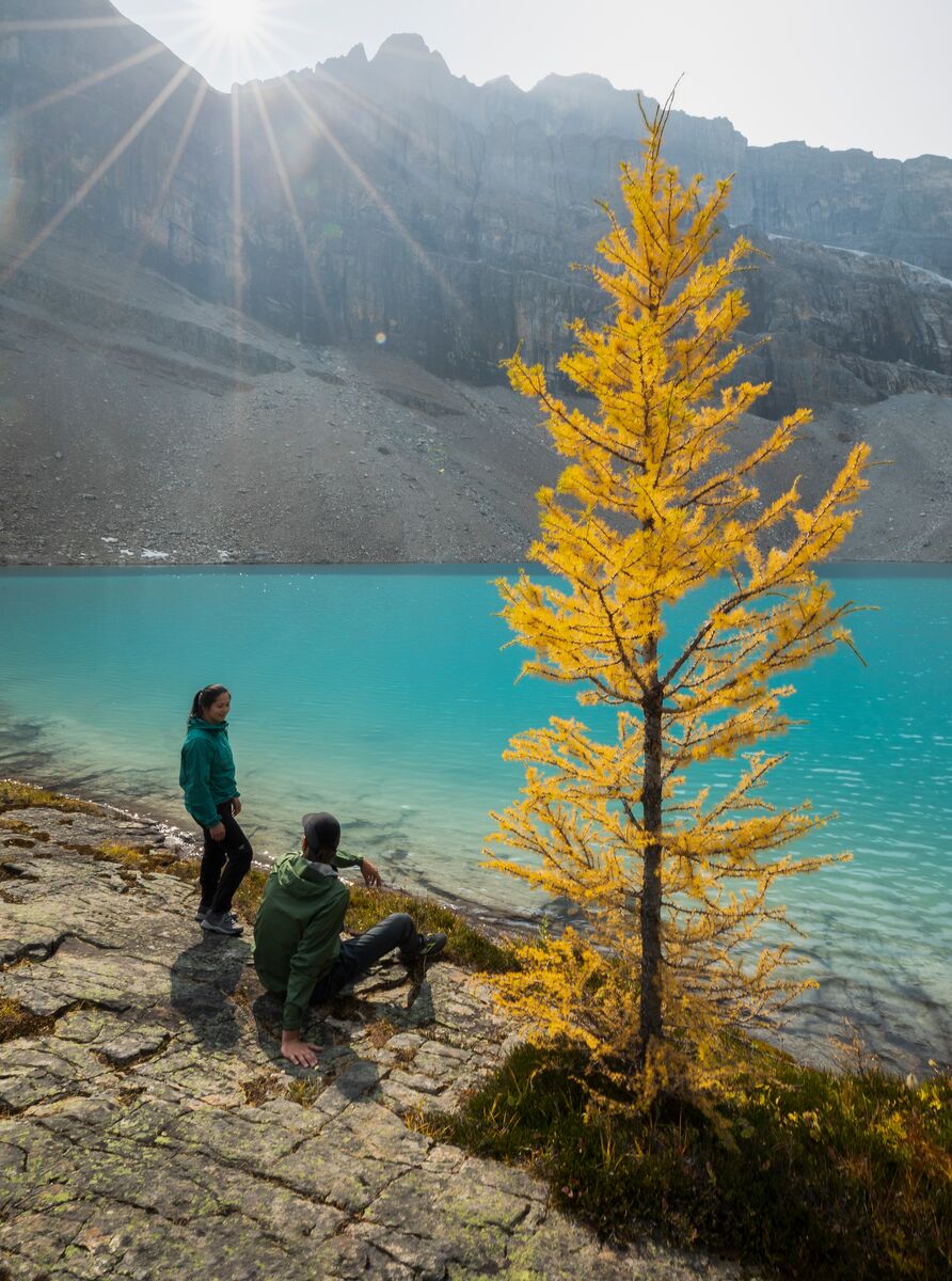 Two people sit beside a larch tree in Skoki in Banff National Park.