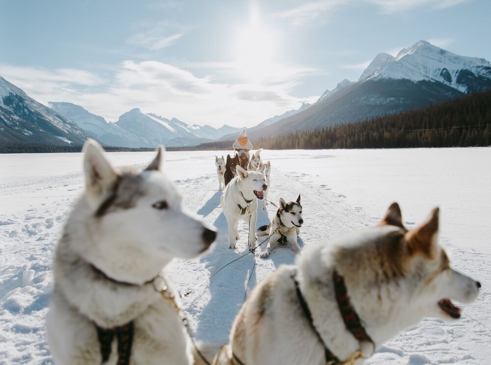 Dogs pulling a sled through Banff National Park