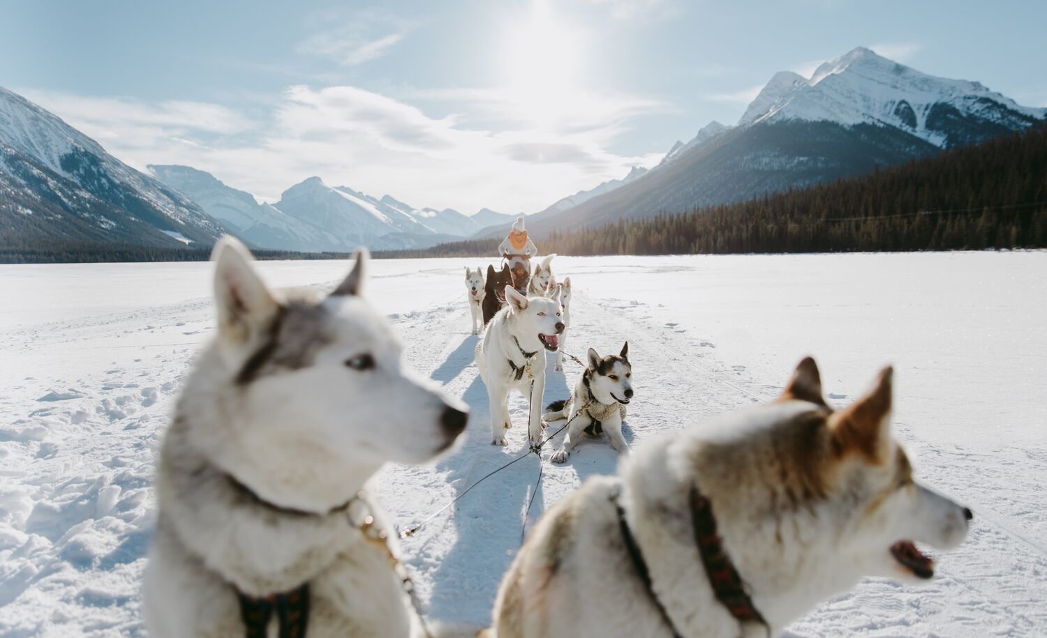 Dogs pulling a sled through Banff National Park