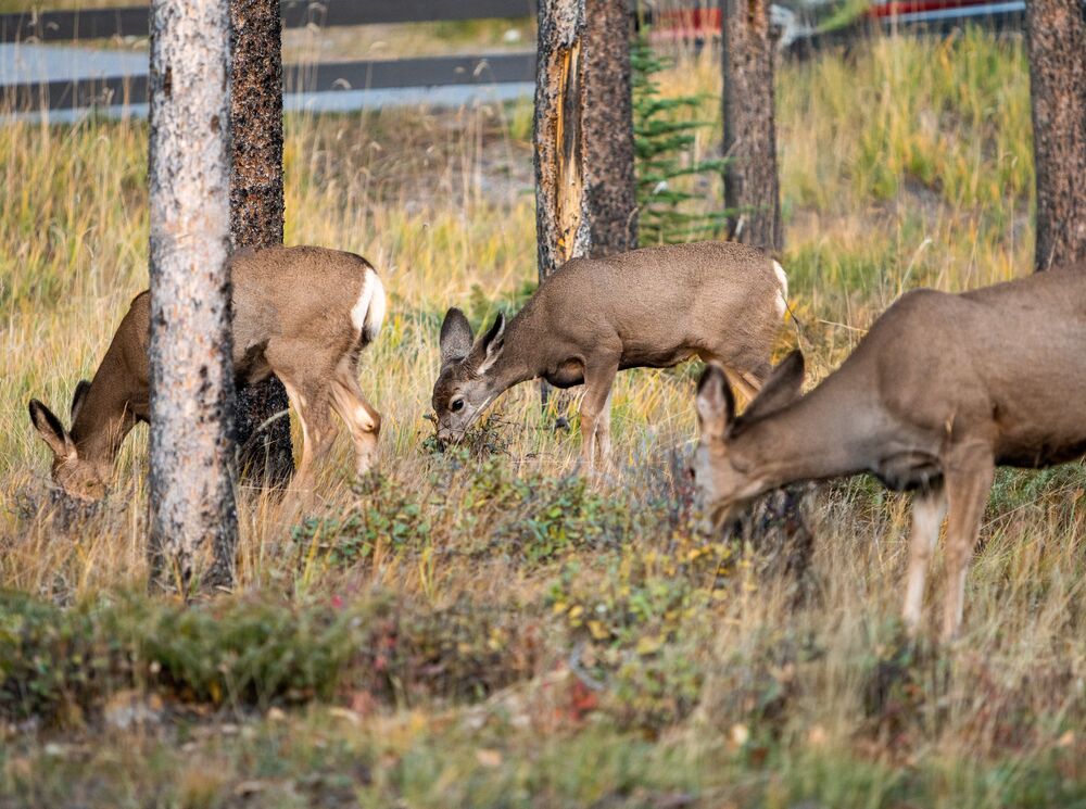 Three deer in a forest in Banff National Park