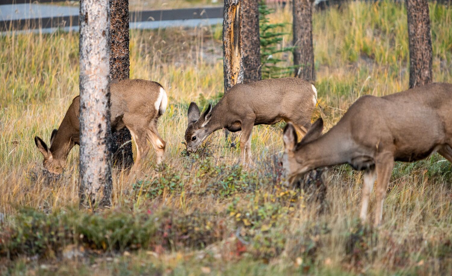 Three deer in a forest in Banff National Park