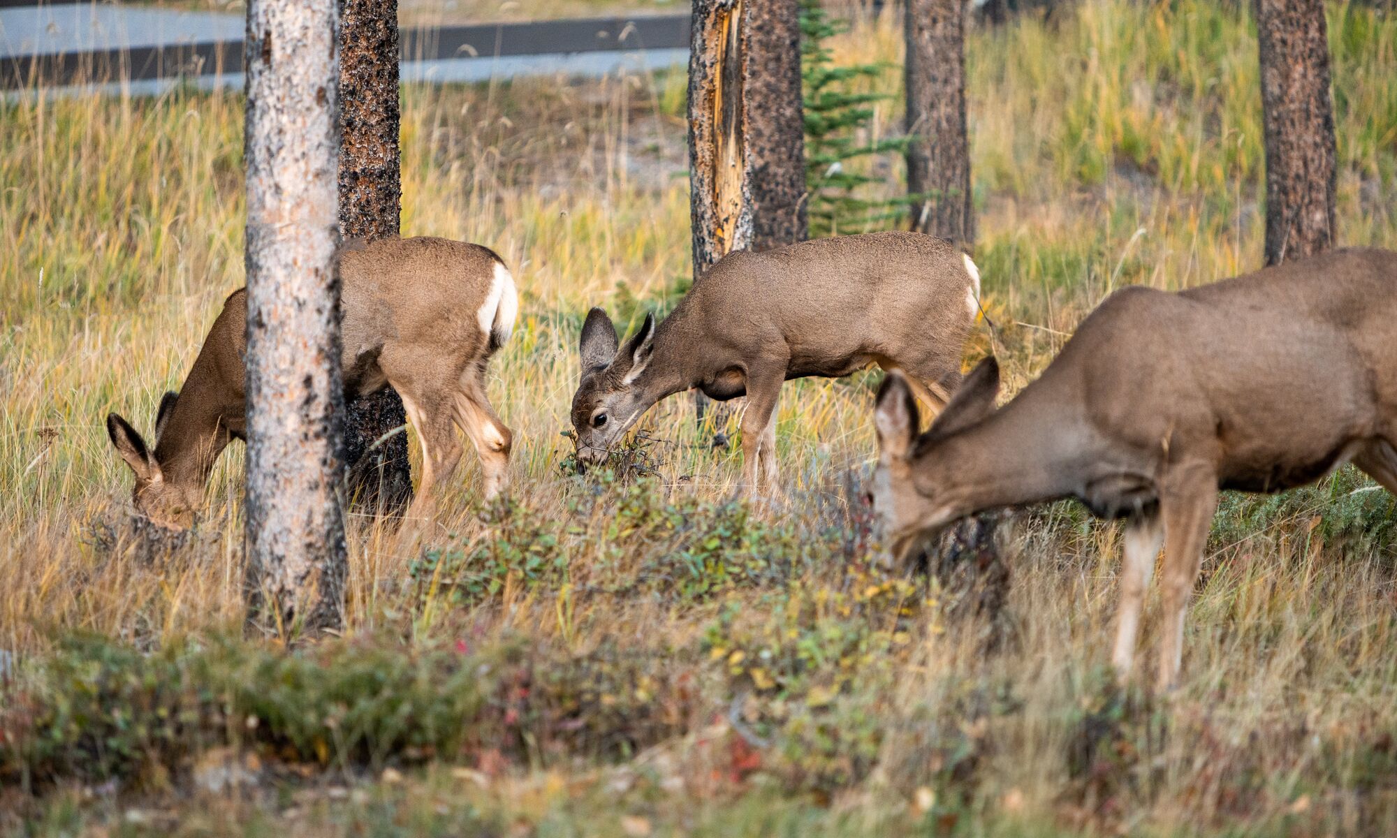 Three deer in a forest in Banff National Park